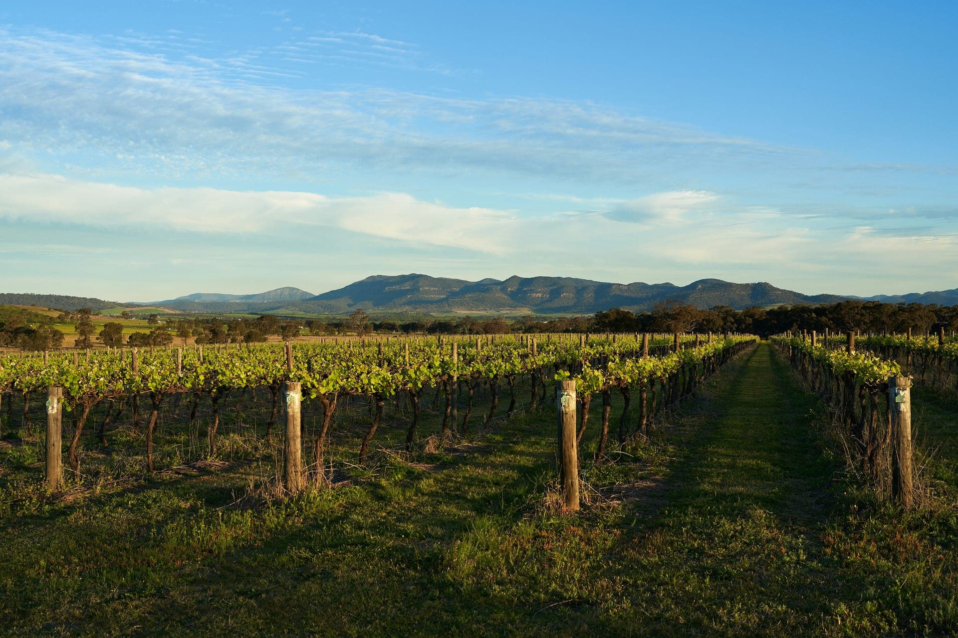 Hunter Valley vineyard rows